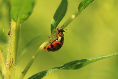 Lady Bug with Aphid