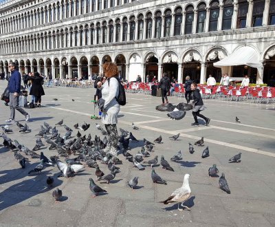 Pigeons in St. Mark's Square