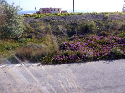 Wildflowers on the Island of Santorini