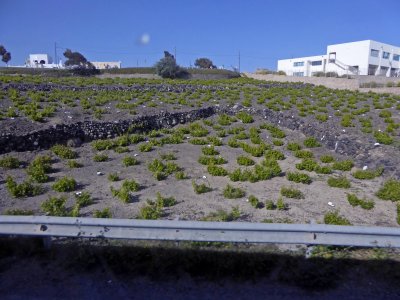 The Grape Growers of Santorini use a bush-training system to protect them from harsh Winds and Sunlight