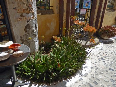 Flowers on the street in Pyrgos