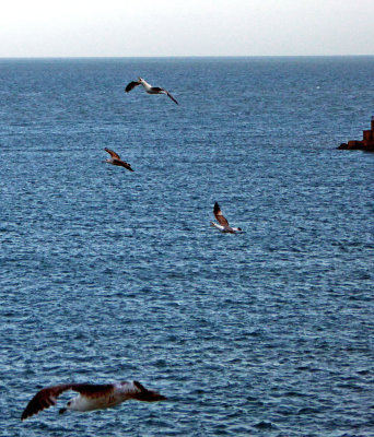 Gulls off our Balcony at the Port of Livorno