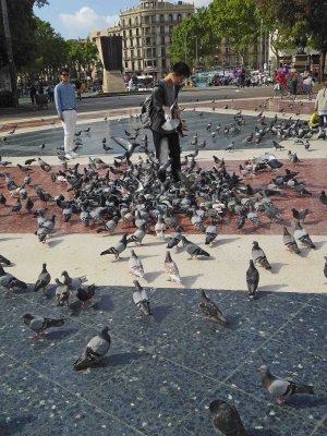 Pigeons in Placa de Catalunya