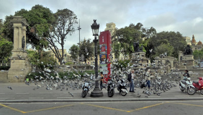The Pigeons of Placa de Catalunya