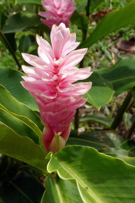 Pink Ginger Lily at Depaz Rum Distillery, Martinique
