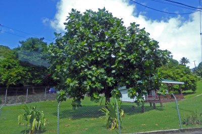 The Breadfruit Tree was brought to the Islands by Captain Bligh in 1793