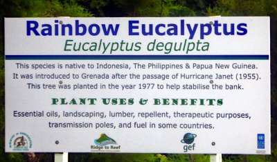 Rainbow Eucalyptus Information