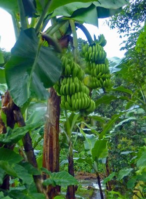 Banana Tree in Grenada
