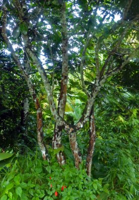 Cinnamon Tree in Grenada (also known as Spice Isle)