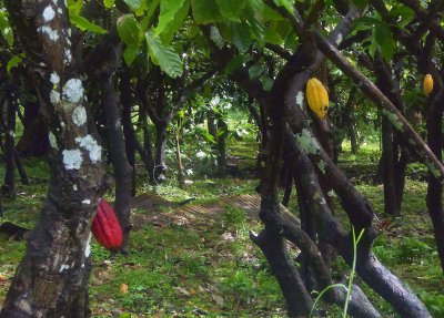 Cocoa Plants can be Red or Yellow