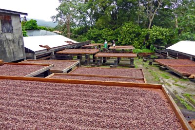 Drying Trays for Cocoa Beans are on Rollers in Case of Rain