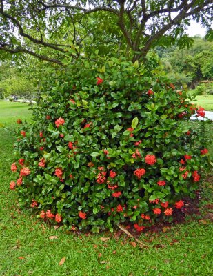 Flowering Bush in Royal Botanic Gardens, Port of Spain, Trinidad