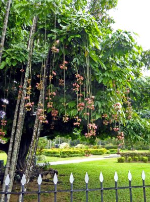 Hanging Flowers in the Royal Botanic Gardens, Trinidad
