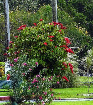 National Flower of Trinidad is the Chaconia (Wild Poinsetta)