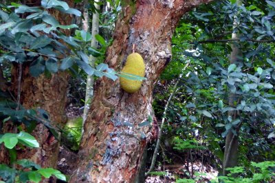 Jackfruit in the Tijuca Forest along the Corcovado Railway