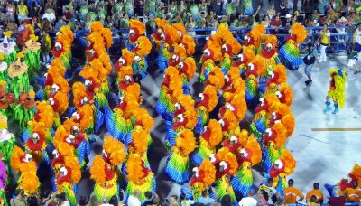 Sao Clemente Parrots on Parade