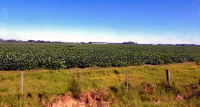 They raise a lot of Soybeans in Uruguay