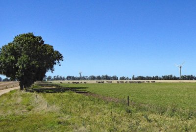 Cattle and Wind Turbines on La Rabida Estancia, Uruguay