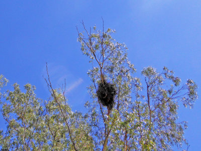 Monk Parrot's Nest