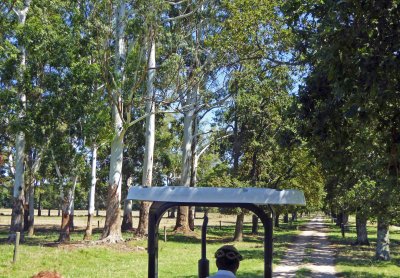 White Eucalyptus Trees on the Path to the Living Quarters on the Estancia