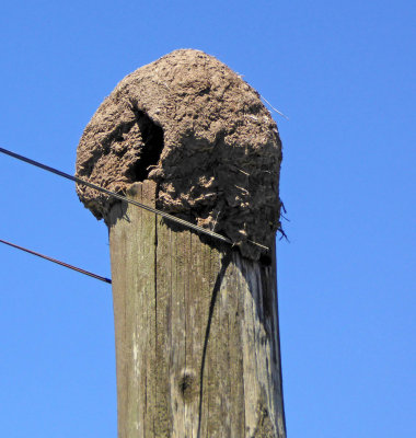 Ovenbird Nest