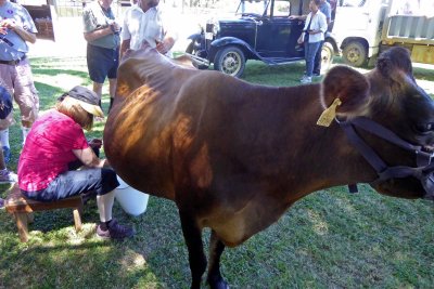 City Girl Susan Milking a Cow at La Rabida Estancia