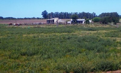 Outbuildings and Livestock at the edge of La Rabida Estancia