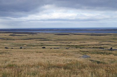 Ranchland on East Falkland Island