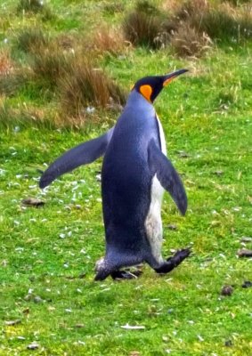 King Penguin at Volunteer Point, East Falkland Island
