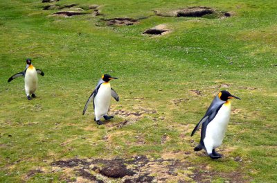 King Penguin Welcoming Committee at Volunteer Point