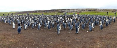 The King Penguin Colony at Volunteer Point is estimated at 1,500 Breeding Adults