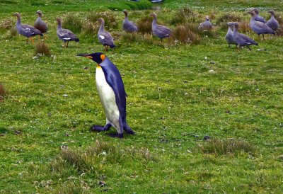 King Penguin & Ruddy-headed Geese at Volunteer Point