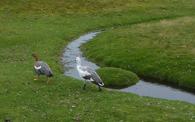 Upland Geese at Volunteer Point on East Falkland Island