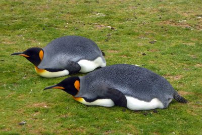 A pair of King Penguins can only rear 2 Chicks in any 3-year period