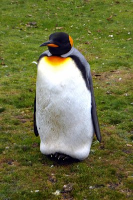 King Penguins weigh 24-35 pounds and stand 3 feet tall