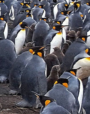 King Penguin Chicks are never left unattended for 35 days after hatching