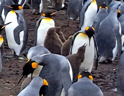 King Penguin Parents take turns feeding and caring for the Chick