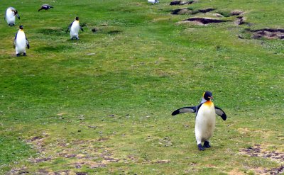 King Penguins at Volunteer Point, East Falkland Island