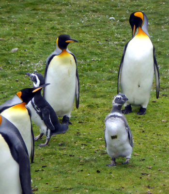 Young Magellanic Penguin among King Penguins