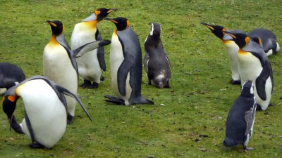 King Penguins watching Magellanic Penguin in their space