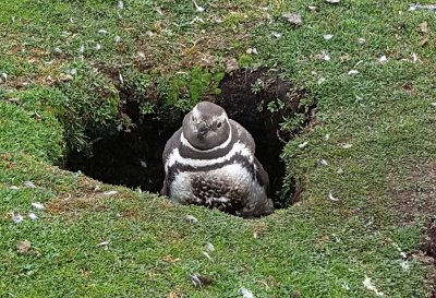 Magellanic Penguins are also called 'Jackass Penguins' for the Braying Sound they make