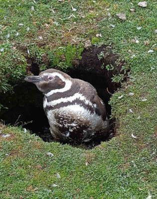 Magellanic Penguins nest in Burrows up to 6 feet deep