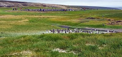 Volunteer Point, Falklands, is home to Gentoo, Magellanic, & King Penguins