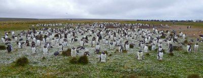 Gentoo Penguin Colony on Volunteer Point, East Falkland Island