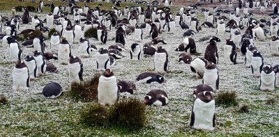 Ground is covered with Feathers from Gentoo Penguins moulting