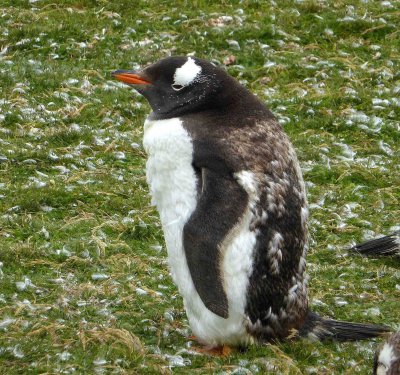 Very Young Gentoo Penguin