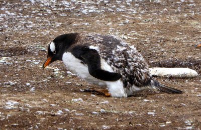 Gentoo Chicks obtain theirs Adult Feathers and are able to Go to Sea at about 100 Days Old