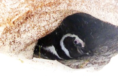 Magellanic Penguin in its burrow on the Beach at Volunteer Point