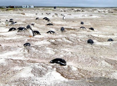 Gentoo Penguins among the sand dunes at Volunteer Point