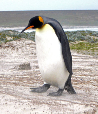 A big King Penguin on the beach at Volunteer Point